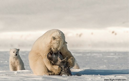 Big Animals Polar Bears Adventure